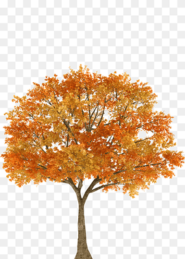 Autumn Tree Maple Oak Branch, fall, leaf, maple Leaf, orange png thumbnail