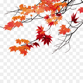 brown and red maple leaves illustration, Maple leaf, Maple Leaf, maple, leaf, branch png thumbnail