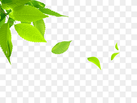 green leaves, Leaf, Falling leaves, watercolor Leaves, computer Wallpaper, grass png thumbnail