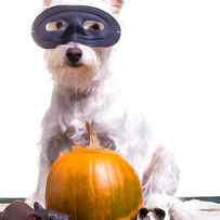 Happy Halloween Dog by Edward Fielding
