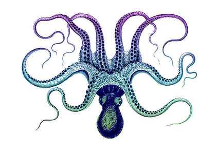 Wall Art - Drawing - Rainbow Octopus by Susan Maxwell Schmidt
