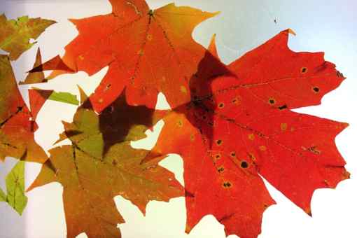 close up of fall leaves