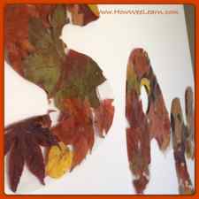 Fall crafts for preschoolers - leaf names