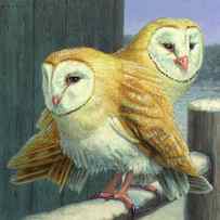 Barn Owl Couple by James W Johnson