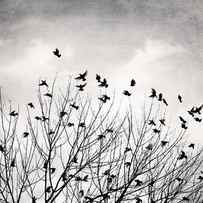 Flee, Birds sitting in a tree by Carolyn Cochrane