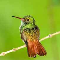 Close-up Of Rufous-tailed Hummingbird by Panoramic Images