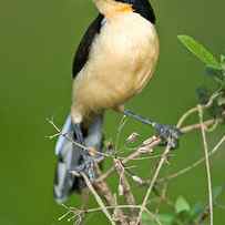 Close-up Of A Black-capped Donacobius by Panoramic Images