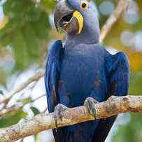 Close-up Of A Hyacinth Macaw by Panoramic Images