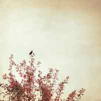 Songbird by Carolyn Cochrane