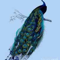peacock on blue background by Madame Memento