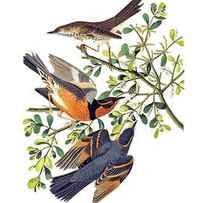 Three Birds on a Branch by Long Shot