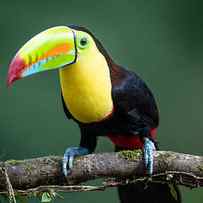 Keel-billed Toucan On Tree Branch by Harvey Zhang