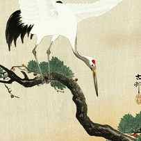 Japanese crane bird on branch of pine by Ohara Koson