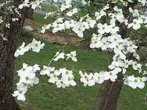 Dogwood Flowers image for oil painting ideas
