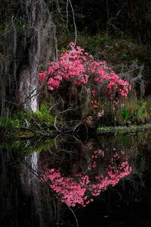 Reflection of Red and Pink Azaleaz in the water at Magnolia Plantation, South Carolina