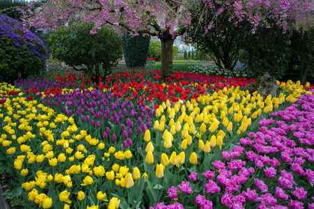 A colorful pattern of tulips in a setting in Skagit Valley, Washington