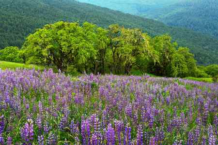 Purple lupines covering the hills in the Bald Hills, California