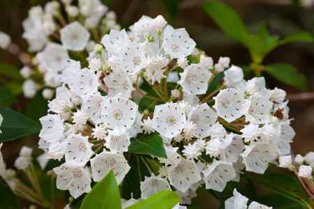 White mountain laurel in the Smoky Mountains, Tennesee