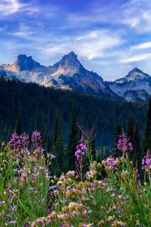 Spring flowers in front of the Tatoosh Range in Mount Rainier National Park, Washington