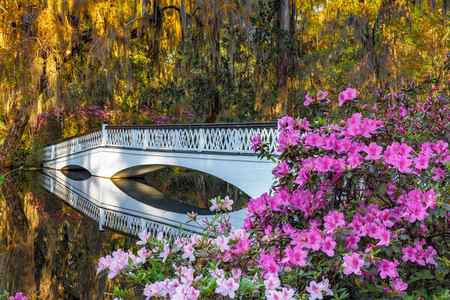 Red and pink Azaleas blooming by the white footbridge at Magnolia Plantation, South Carolina