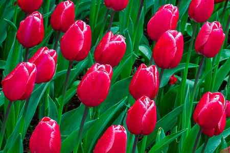 a group of red tulips at Skagit Valley, Washington