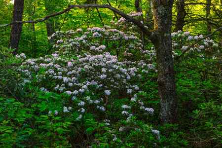White rhododendrons blooming in the forest in North Carolina