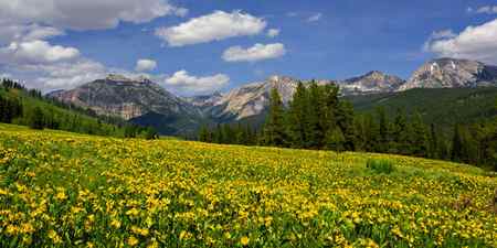 a field of yellow balsamroot flowers in front of mountains in Wyoming
