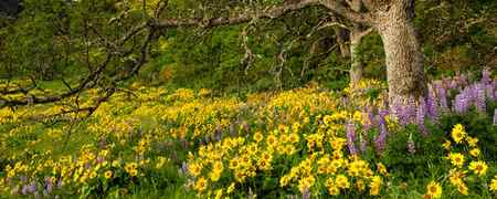 Yellow Balsamroot and Purple Lupine flowers under a tree at Rowena Crest, Oregon