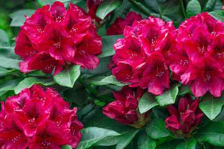 a group of red rhododendrons in Mendocino, California