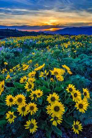 Balsamroot flowers at sunset at Rowena Crest, Oregon