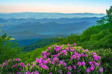 pink rhododendrons blooming in front of the mountains on the blue ridge parkway, North Carolina