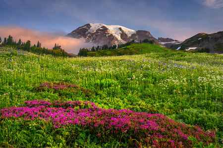 Red flowers in front of Mount Rainier in Mount Rainier National Park, Washington