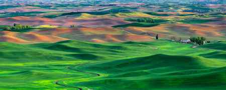 Panoramic view of the green wheat fields of the Palouse in Washington State