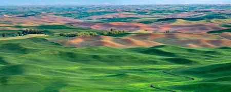 Panoramic view of the green wheat fields of the Palouse in Washington State