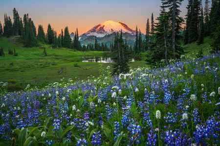 Spring flowers at Tipsoo Lake in Mount Rainier National Park, Washington