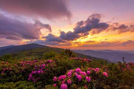 Blooming rhododendrons in front of a colorful sunset over the mountains at Roan Mountain