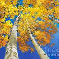 Autumn Aspen Canopy by Gary Kim