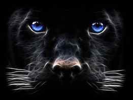 Nickname Black Panther Big Cat Digital Art [] for your , Mobile & Tablet. Explore Digital Art . 3D Abstract Art , Digital HD wallpaper