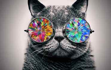 gray cat wearing multicolored sunglasses wallpaper, animals, selective coloring HD wallpaper