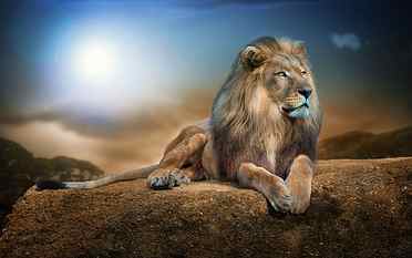 lion animal, animals, nature, wildlife, rock, digital art, big cats HD wallpaper