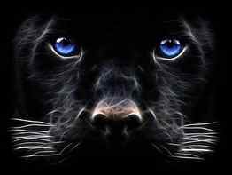 Black Panther Big Cat Digital Art HD wallpaper