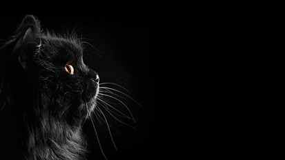 1920x1080 px black black background Black Cats cat Dark Selective Coloring Nature Fields HD Art HD wallpaper