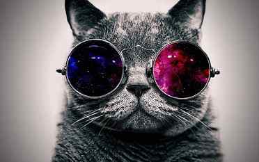 grey cat and sunglasses, space, abstract, minimalism, animals HD wallpaper