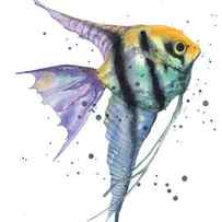 Alluring Angelfish by Alison Fennell