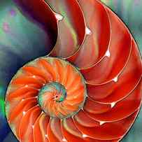 Nautilus Shell - Nature