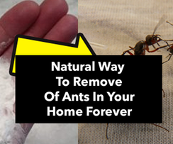 Natural Way To Remove Of Ants In Your Home Forever