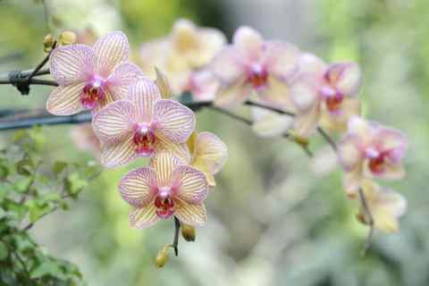 Rebloom, Reuse, Relax- Get your Orchids to Rebloom