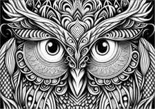 Owl head with piercing eyes
