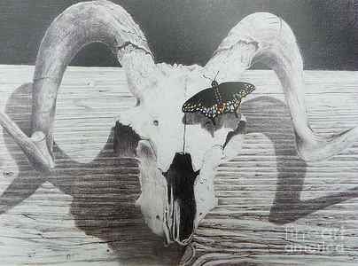 Wall Art - Drawing - The butterfly and the skull by David Ackerson