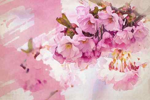 cherry blossom pink yelow bunch